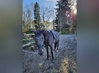 Small German riding horse, Gelding, 3 years, 15.2 hh, Black