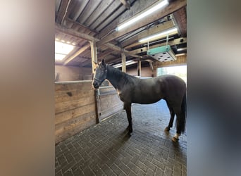 Small German riding horse, Gelding, 3 years, 15.2 hh, Black