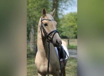 Small German riding horse, Gelding, 4 years, 14,1 hh, Palomino