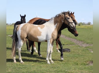 Small German riding horse Mix, Gelding, 4 years, 15,1 hh, Pinto