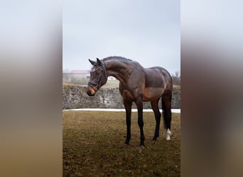 Small German riding horse, Gelding, 4 years, 16.1 hh, Brown