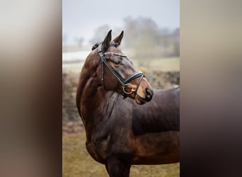 Small German riding horse, Gelding, 4 years, 16.1 hh, Brown