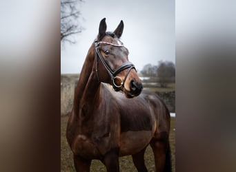 Small German riding horse, Gelding, 4 years, 16,1 hh, Brown