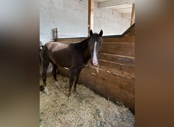 Small German riding horse, Gelding, 5 years, 14,2 hh, Chestnut