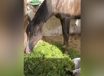Small German riding horse, Gelding, 5 years, 14,2 hh, Chestnut