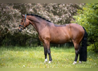 Small German riding horse, Gelding, 7 years, 15.1 hh, Brown