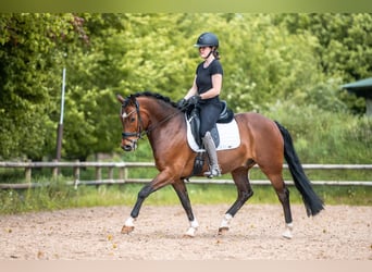 Small German riding horse, Gelding, 7 years, 15.1 hh, Brown