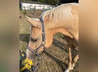 Small German riding horse, Gelding, 7 years, 15 hh, Palomino