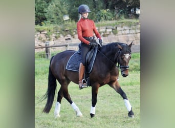 Small German riding horse, Gelding, 8 years, 14.2 hh, Brown
