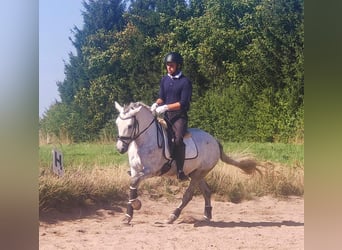 Small German riding horse, Gelding, 8 years, Gray