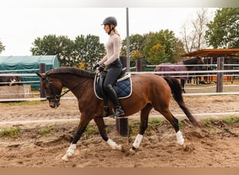 Small German riding horse, Mare, 12 years, 15.1 hh, Bay-Dark