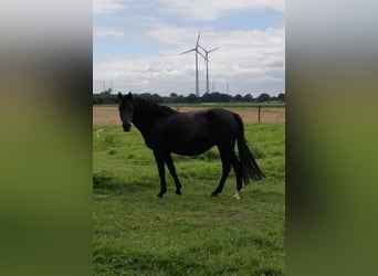Small German riding horse, Mare, 13 years, 14,2 hh, Black