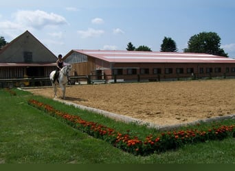 Small German riding horse, Mare, 13 years