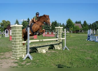 Small German riding horse, Mare, 13 years