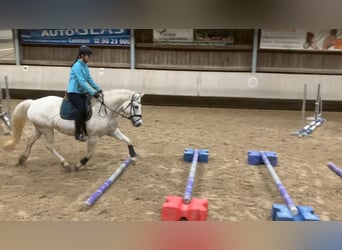 Small German riding horse Mix, Mare, 15 years, 14.3 hh, Gray