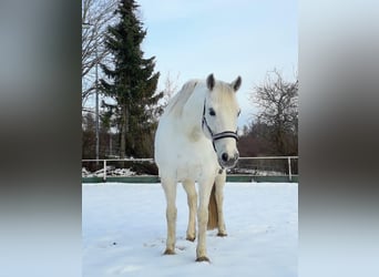 Small German riding horse Mix, Mare, 15 years, 14.3 hh, Gray