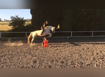 Small German riding horse Mix, Mare, 15 years, 14.3 hh, Gray