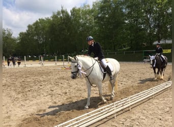 Small German riding horse Mix, Mare, 15 years, 14.3 hh, Gray