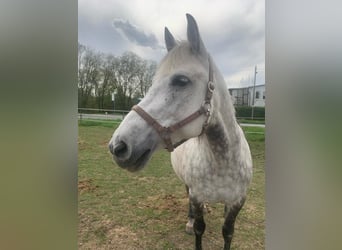 Small German riding horse Mix, Mare, 15 years, 15.1 hh, Gray-Dapple
