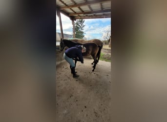 Small German riding horse, Mare, 1 year, 13,1 hh, Buckskin