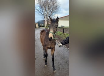 Small German riding horse, Mare, 1 year, 13,1 hh, Buckskin