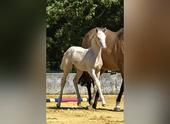 Small German riding horse, Mare, 1 year, 15.2 hh, Cremello