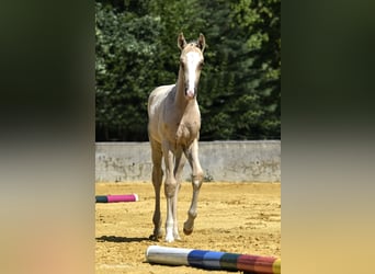 Small German riding horse, Mare, 1 year, 15.2 hh, Palomino