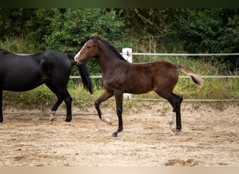 Small German riding horse, Mare, 1 year, 15,1 hh, Bay-Dark