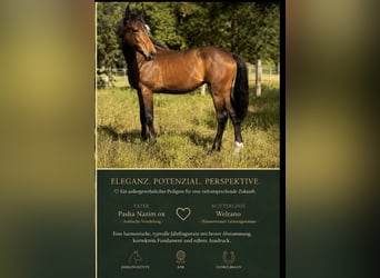 Small German riding horse Mix, Mare, 1 year, Brown
