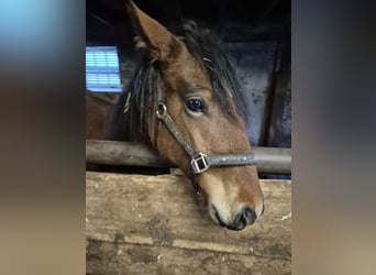 Small German riding horse, Mare, 2 years, 13 hh, Bay-Dark