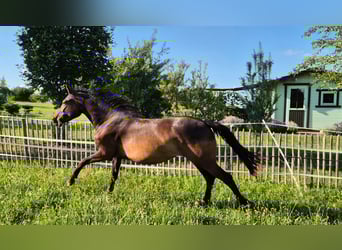 Small German riding horse, Mare, 2 years, 14.2 hh, Brown
