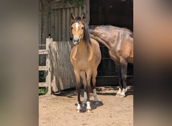 Small German riding horse, Mare, 2 years, 14,2 hh, Dun