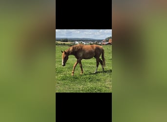 Small German riding horse, Mare, 2 years, 15,2 hh, Chestnut-Red