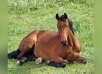 Small German riding horse, Mare, 2 years, 15,1 hh, Brown