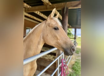 Small German riding horse, Mare, 2 years, Palomino