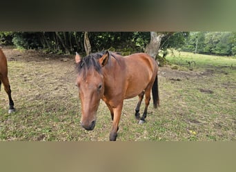 Small German riding horse Mix, Mare, 3 years, 14 hh, Brown