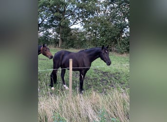 Small German riding horse, Mare, 3 years, 15.1 hh, Black