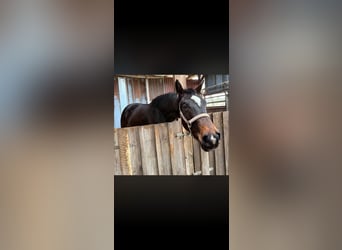 Small German riding horse, Mare, 3 years, 15.3 hh, Bay-Dark
