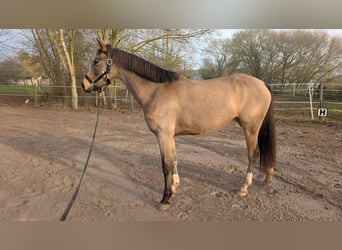 Small German riding horse, Mare, 3 years, 15 hh, Buckskin