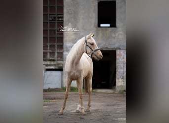 Small German riding horse, Mare, 3 years, 15 hh, Palomino