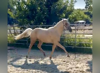 Small German riding horse, Mare, 3 years, 15 hh, Palomino