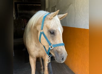 Small German riding horse, Mare, 3 years, 15 hh, Palomino