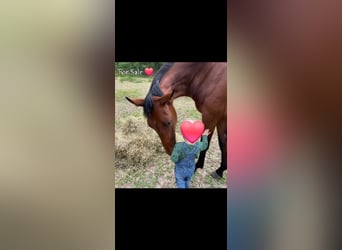 Small German riding horse, Mare, 3 years, 15,1 hh, Brown
