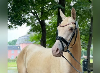 Small German riding horse, Mare, 4 years, 13.3 hh, Champagne