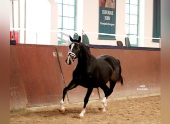 Small German riding horse, Mare, 4 years, 14.3 hh, Brown