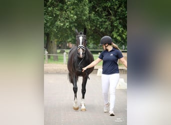 Small German riding horse, Mare, 4 years, 14.3 hh, Brown