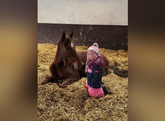 Small German riding horse, Mare, 4 years, 14,1 hh, Chestnut-Red