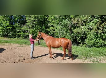 Small German riding horse, Mare, 4 years, 15.1 hh, Chestnut-Red
