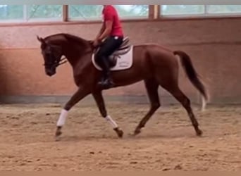 Small German riding horse, Mare, 4 years, 16 hh, Chestnut