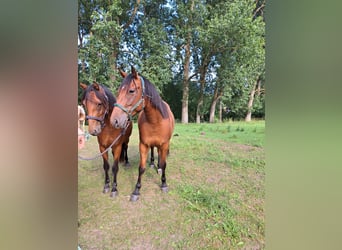Small German riding horse Mix, Mare, 5 years, 14,2 hh, Brown
